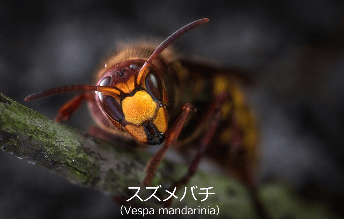 【透析ブログ】スズメバチ-Vesta-mandarinia